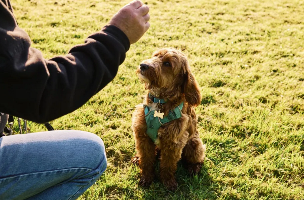 How to Train a Deaf Dog – Delaware Association of the Deaf (DAD)